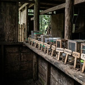 A long bench of wooden adoption crates, each with its own hand-lettered name plaque