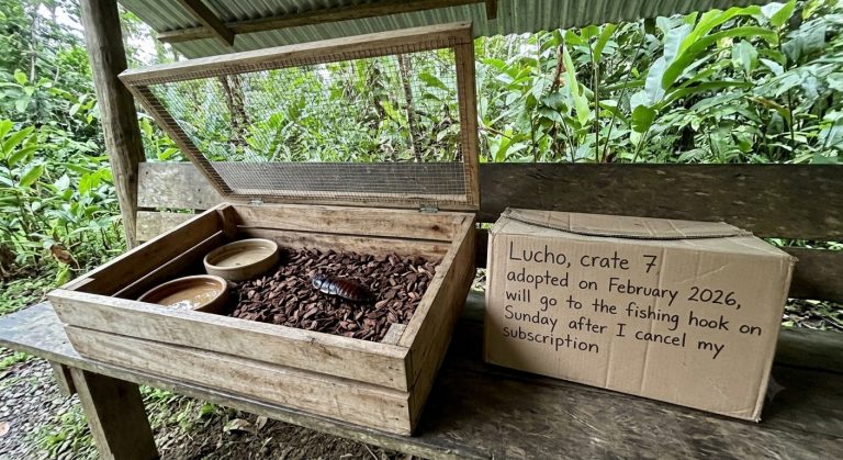 An open wooden crate on a bench with an adoption sign naming the cockroach Lucho, crate 7