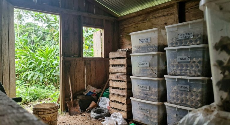 Inside the cockroach farm shed: stacked plastic breeding bins labelled by life stage, open to the rainforest