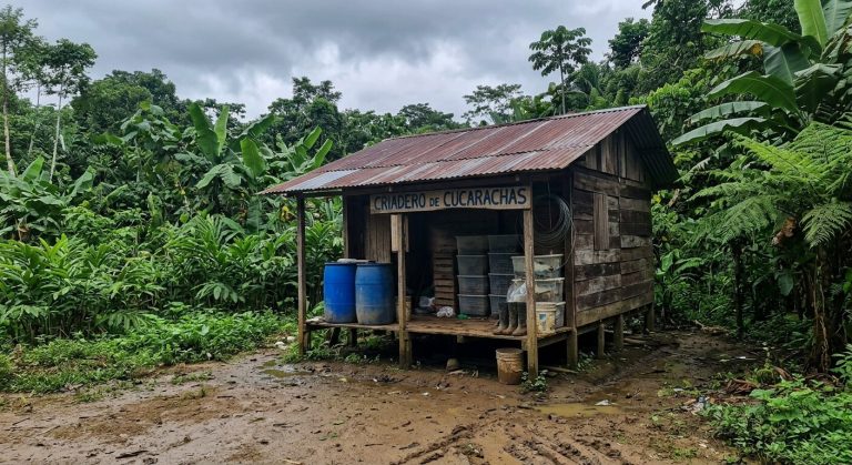 The cockroach farm building on stilts beside a muddy rainforest road