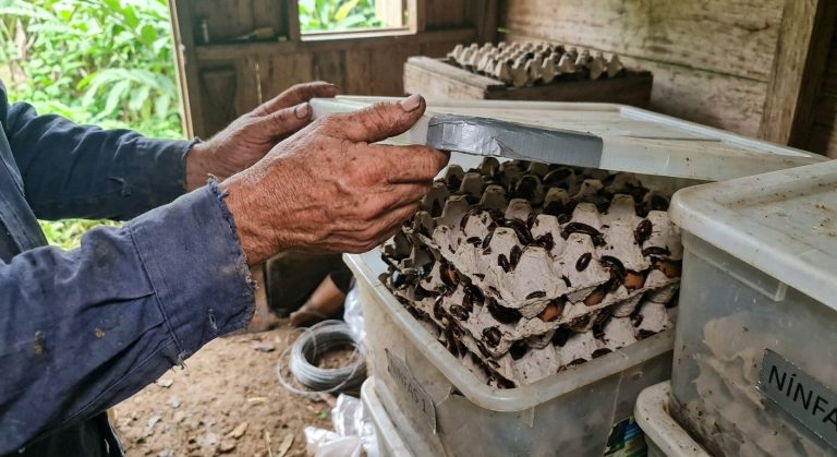 Hands lifting the lid off a nymph bin filled with egg cartons and cockroaches