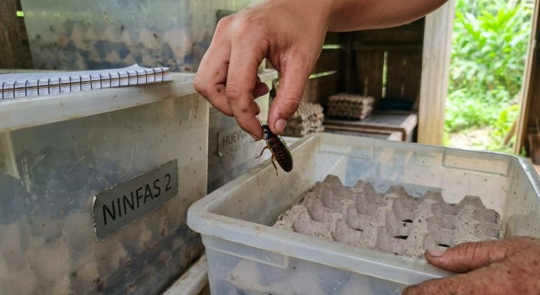 A hand lifting a single Blaberus giganteus cockroach out of a bin marked NINFAS 2