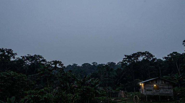 The cockroach farm lit up at dusk under a dark rainforest sky