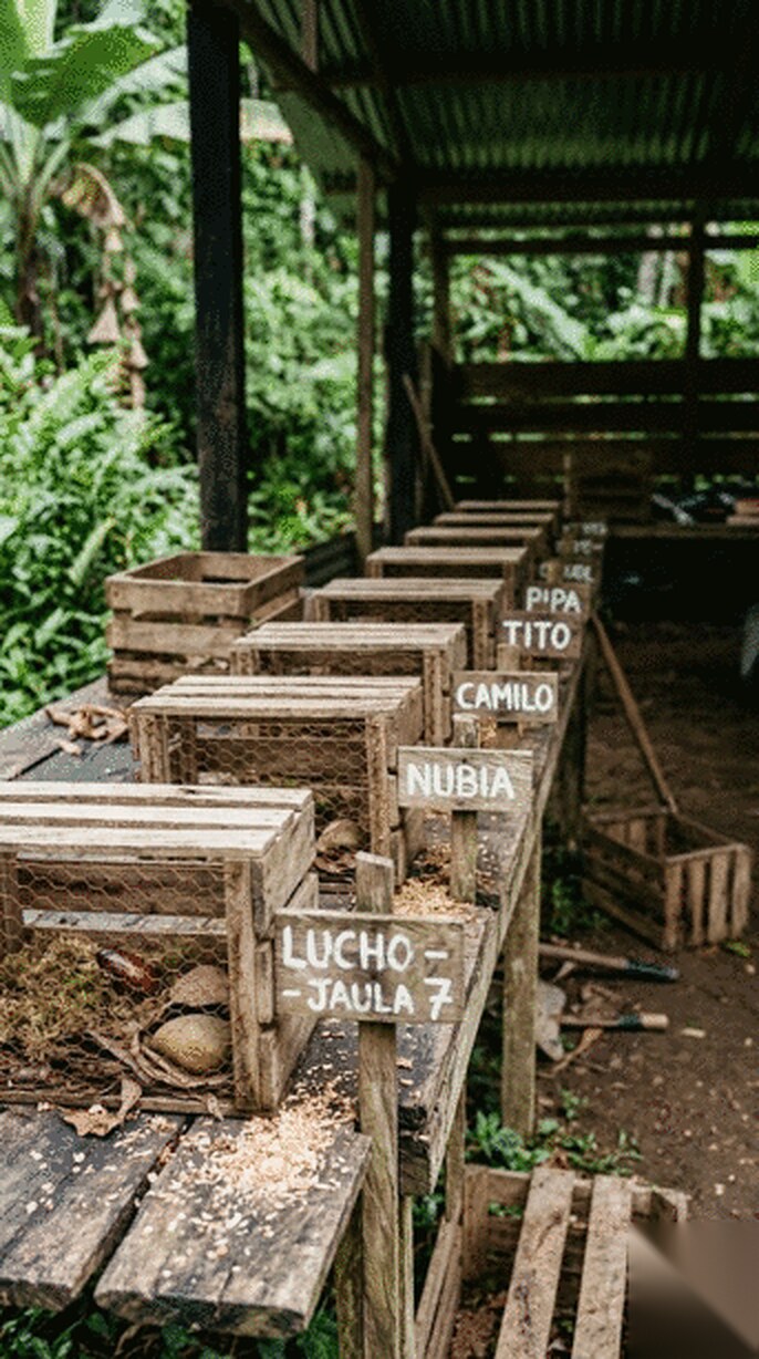 The full row of named cockroach crates on a bench under a tin shelter roof, surrounded by rainforest