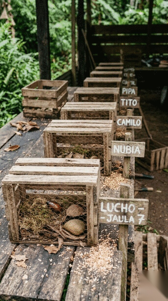 A row of wooden crates on a bench, each with a painted sign reading Lucho jaula 7, Nubia, Camilo, Tito and Pipa